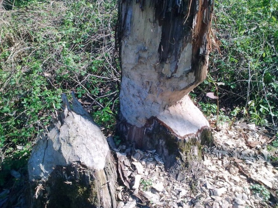 Bobří stromI.jpg